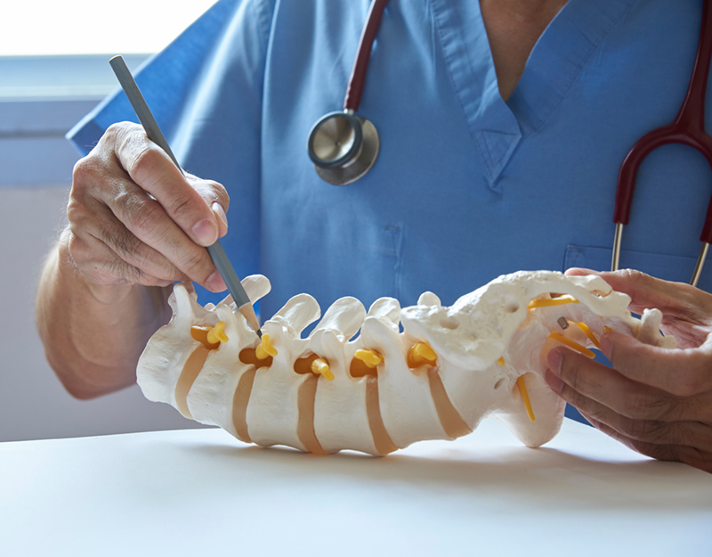 A neurosurgeon pointing at lumbar vertebra model in medical office